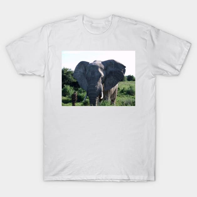 African Wildlife Photography Big Ears Elephant T-Shirt by PathblazerStudios